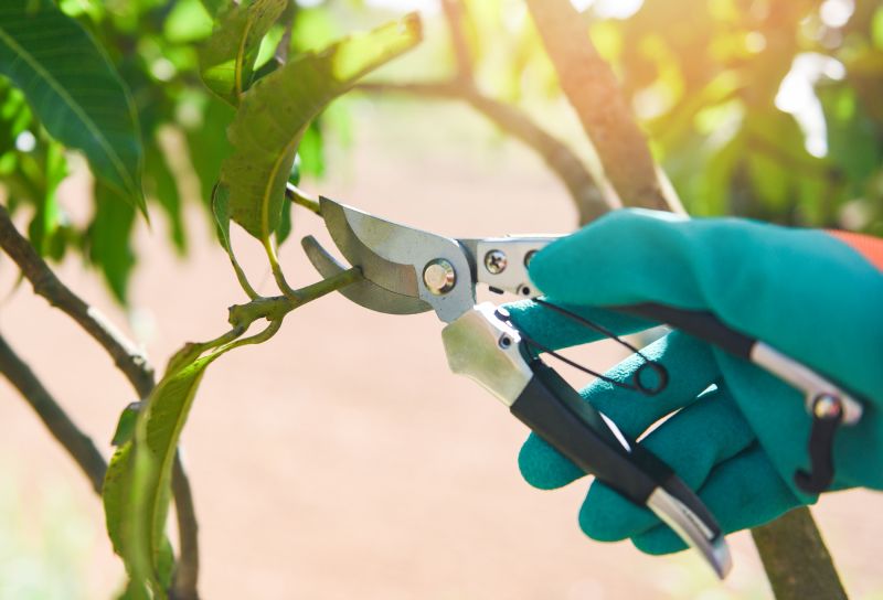 Branches Pruning in Pottstown, PA