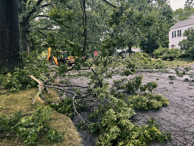Fallen Tree Blocking Road