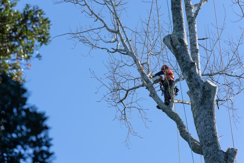 Young Tree Pruning
