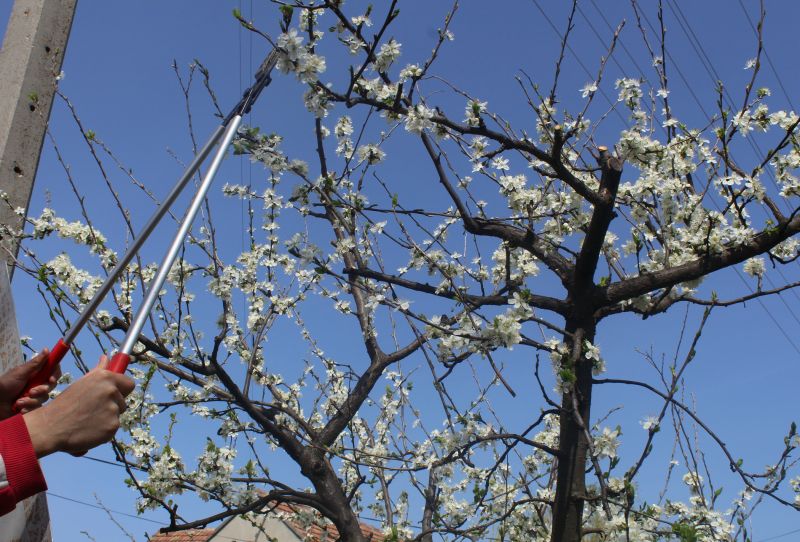 Spring Pruning Benefits