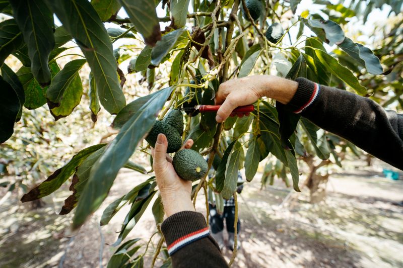 Healthy Tree After Pruning
