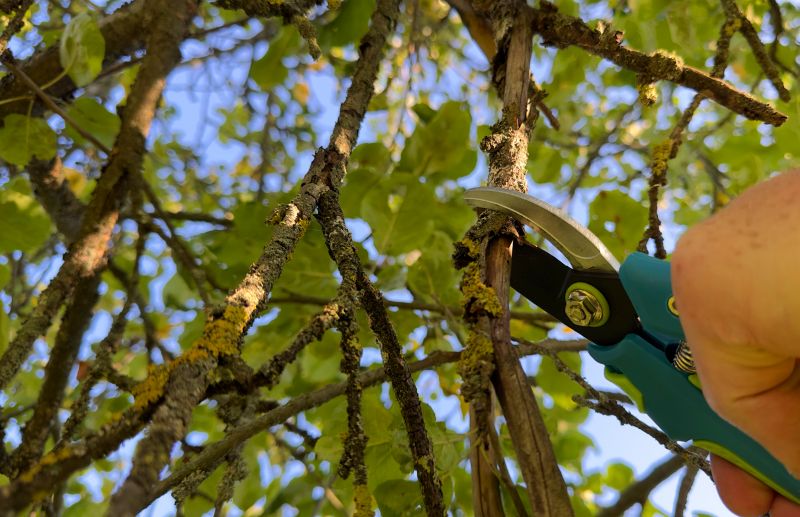 Tools for Tree Pruning