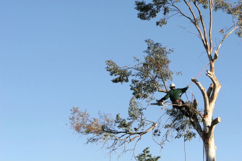 Arborist Performing Pruning
