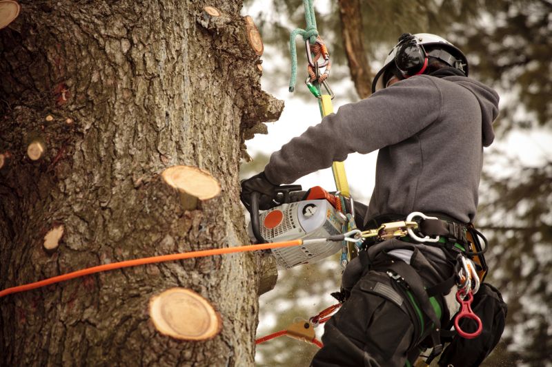Safety in Tree Trimming