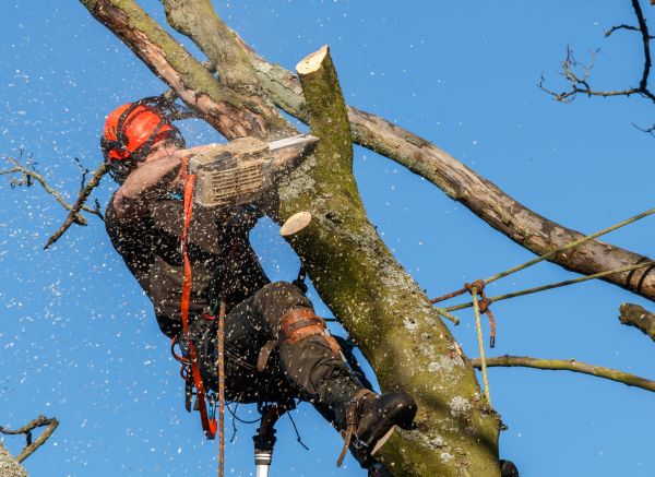 Grow your Tree Pruning business